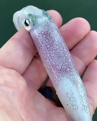 Squid skin