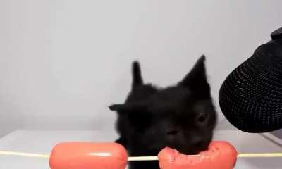 CatSausage nom nom