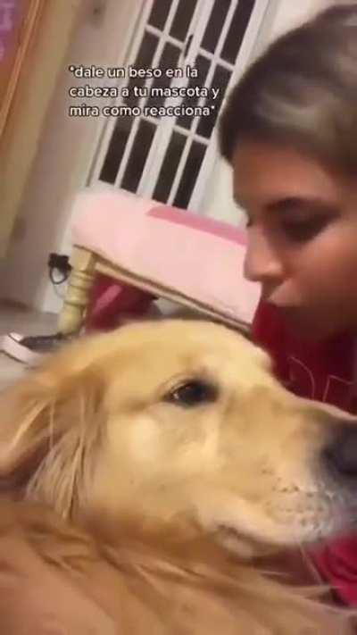 How does your dog react to kisses?