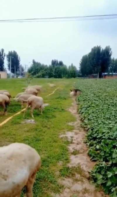 German Shepherd promptly guarding the field from the sheep..