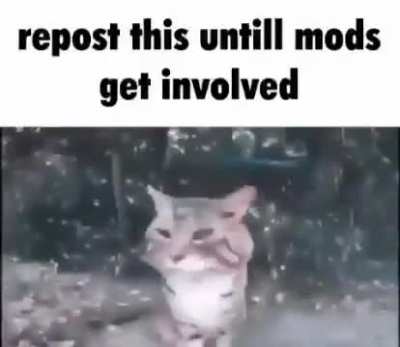 repost this until mods get involved