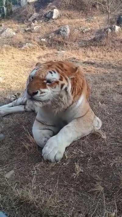 Have you ever seen a Tiger sneeze before? I personally find it cute.