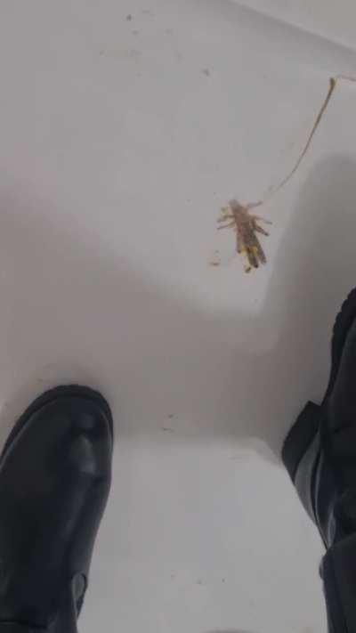 Riding boots and locust