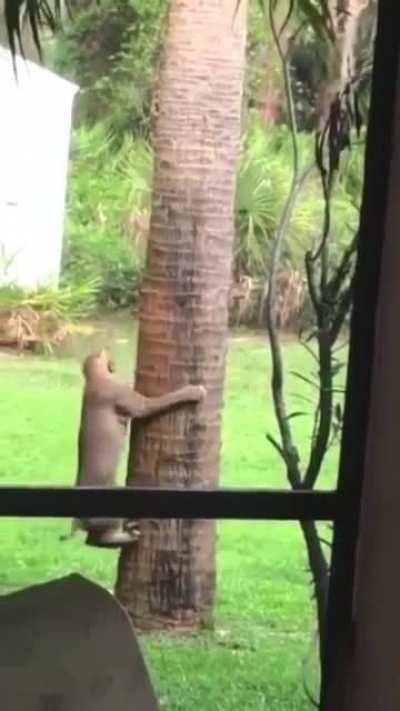 🔥 Classic game of bobcat and squirrel 🔥