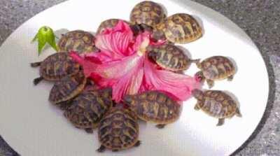 Tortoise hatchlings enjoying a snack