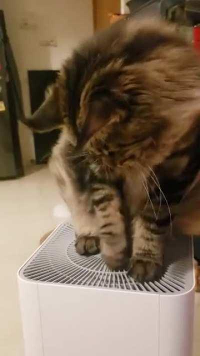 Chewie loves to stand on top of the air-purifier... Feels like shampoo commercial model😹😹😹