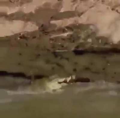 🔥 Croc gets pissed for missing his prey, zebra walks away with ZERO f**ks given