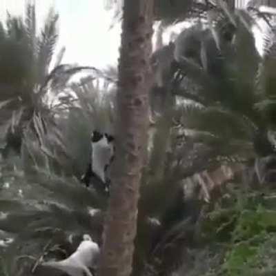 Goat climb down from a Palm tree