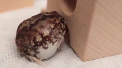 Tiny round rain frog wakes up, yawns, rubs his eyes, then squeezes himself into his tiny hole