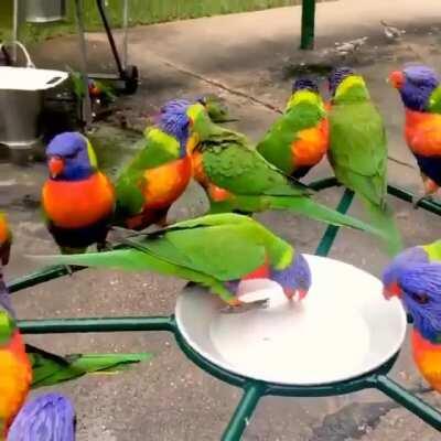 Amazing pandemonium of parrots enjoying evening refreshments