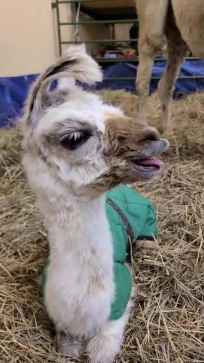 We Had a Baby Llama Born This Morning! She's About Five Hours Old in This Video.