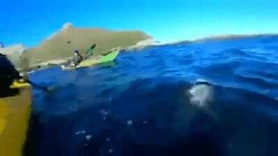 Getting slapped in the face by a seal with an octopus