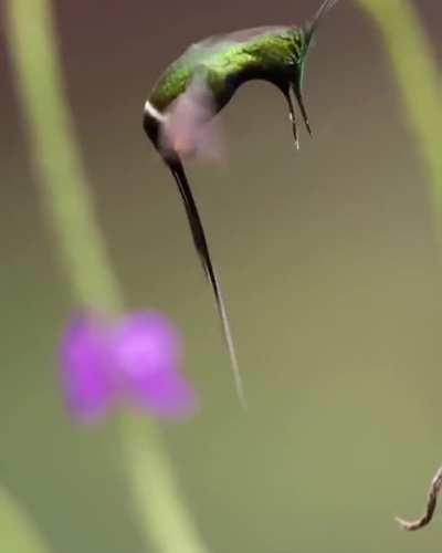 Male humming bird shows off its move infront of a female.