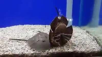 A horseshoe crab helps his buddy who has flipped over.