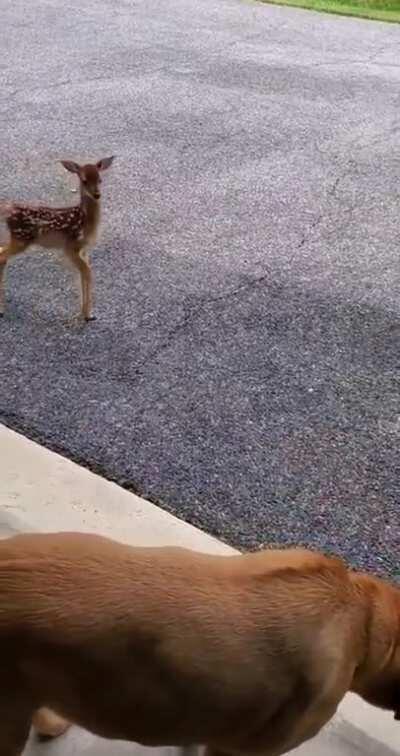 A curious baby deer wanted to meet my dog today