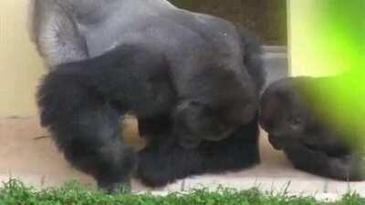 Shabani the silverback and his son, calmly observing a caterpillar