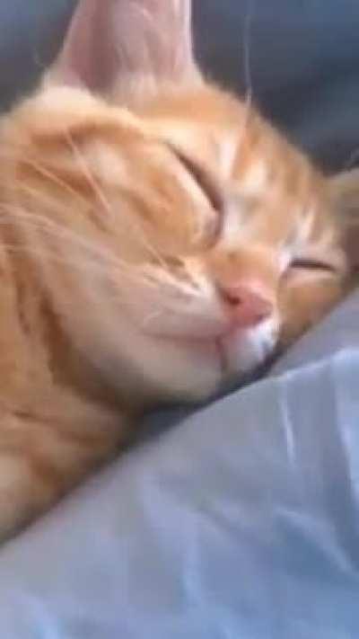 What is the cat dreaming about?