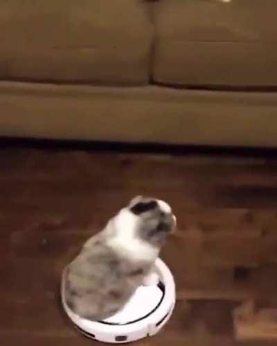 Dog On Roomba