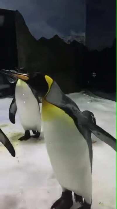 A penguin playing with bubbles.