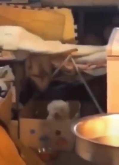 Dog bouncing in a box