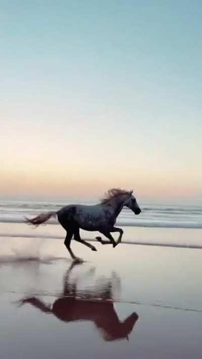 Full beast mode! This horse on a beach in Morocco and the smooth cinematographer who captured her