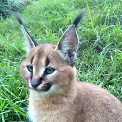 🔥 Perfect ear flick of a Caracal kitten