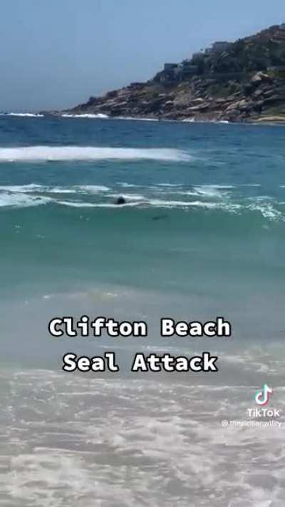 Seal on the attack, South Africa