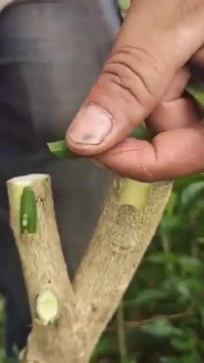 Grafting is a horticultural technique whereby tissues of plants are joined so as to continue their growth together