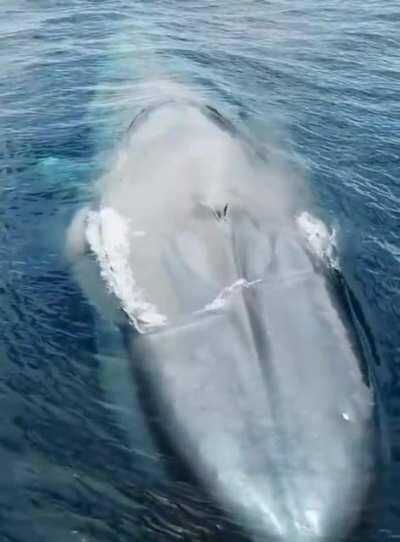 Blue whale blowhole