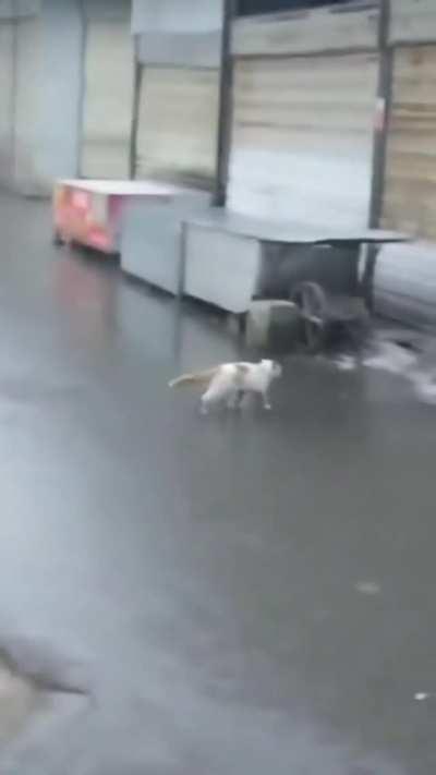 Cat totally meant to fall off of roof.