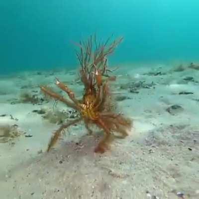 Mighty Decorator crab