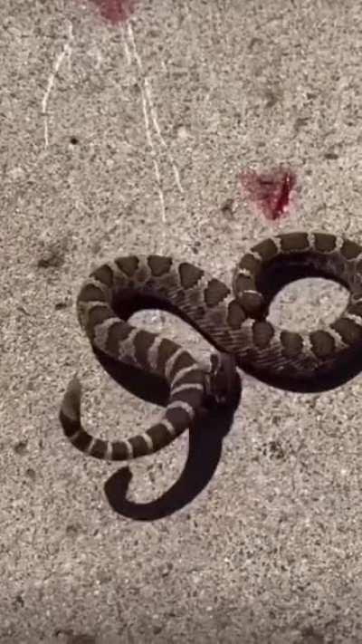 This Snake had lost its head and had a last bite