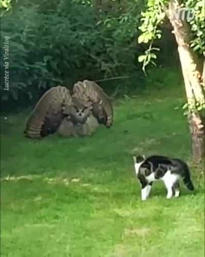 Owl making itself look big to keep the cat away