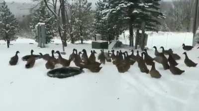 Ducks changing their mind about playing outside