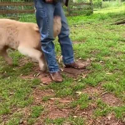 Happy grass doggo likes the feel of denim