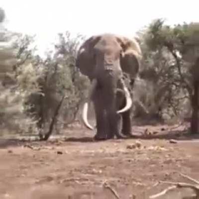 Largest Elephant in the World (est. about 8000kg, from Tanzania)