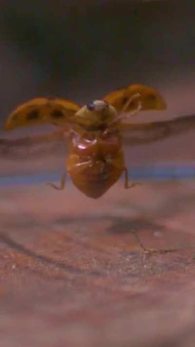 Here is what a ladybug taking off looks like in slow motion