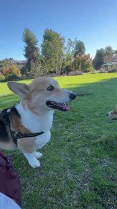 This is what it’s like to have a nine year old corgi and a nine month old corgi