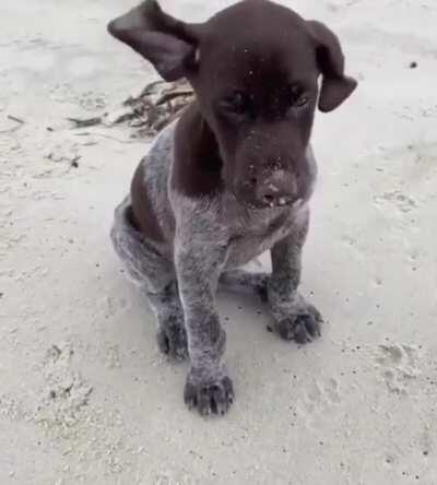 Cute puppy enjoying the breeze