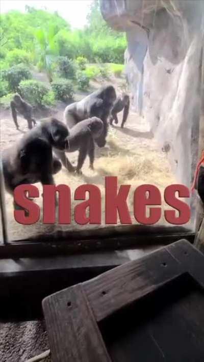 Gorilla vs Snake