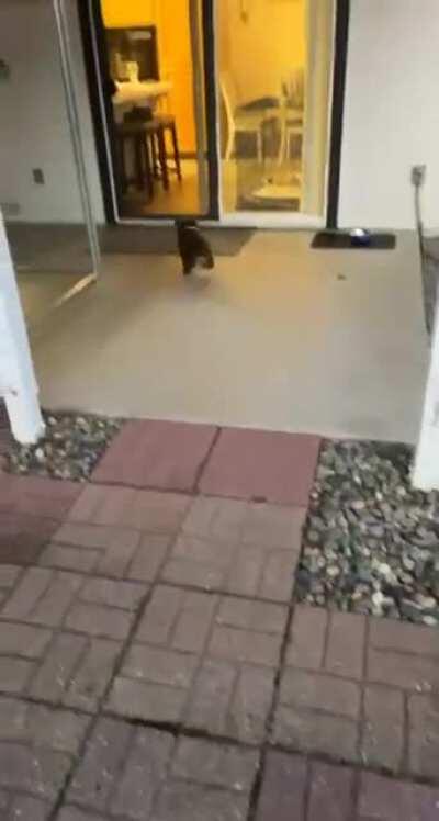 Stupid dog cannot into house