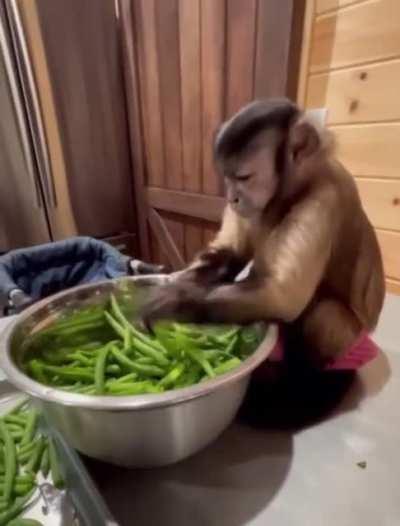 A monkey helping out in the kitchen