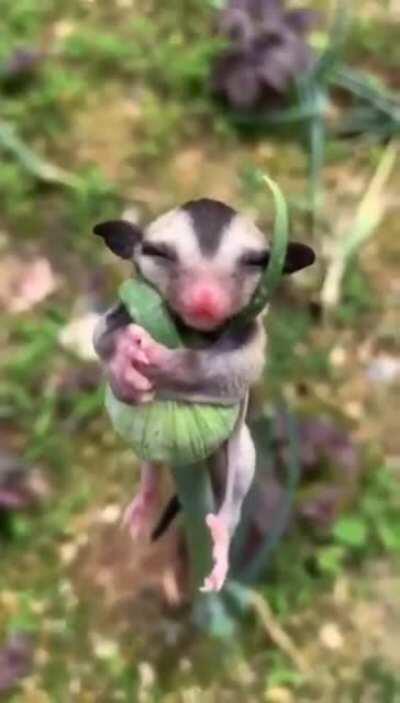 🔥 Baby sugar glider 🔥