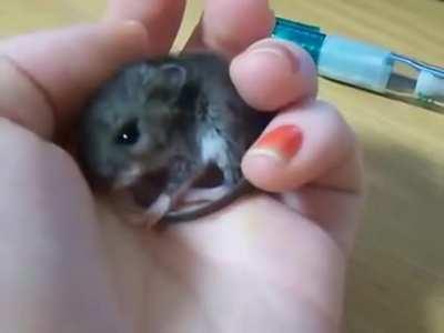 Baby mouse yawn!