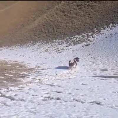 Cow sliding down a hill..