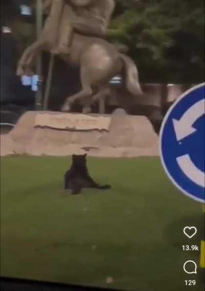 This little black kitty sitting like a lump in a roundabout!