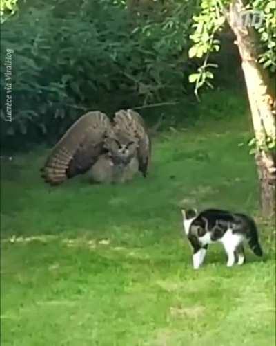 🔥 Owl warning a cat to keep away