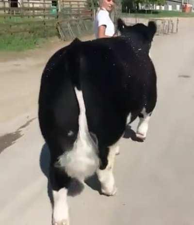 This Cow is dare I say, fabulous?