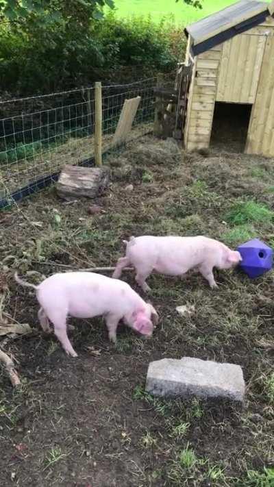 Piglets playing with snakball