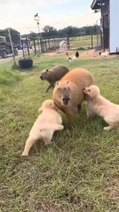 Capybaras are one of the most chill animal I've ever seen 